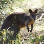 voyage en Australie