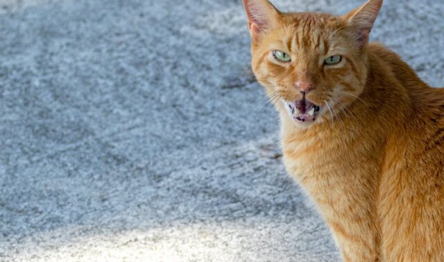 Gérer les comportements agressifs chez les chats : conseils pratiques