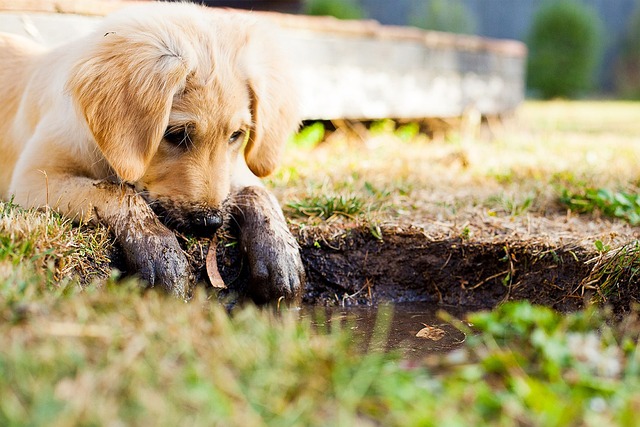 Comment bien éduquer un chiot hyperactif : conseils pratiques