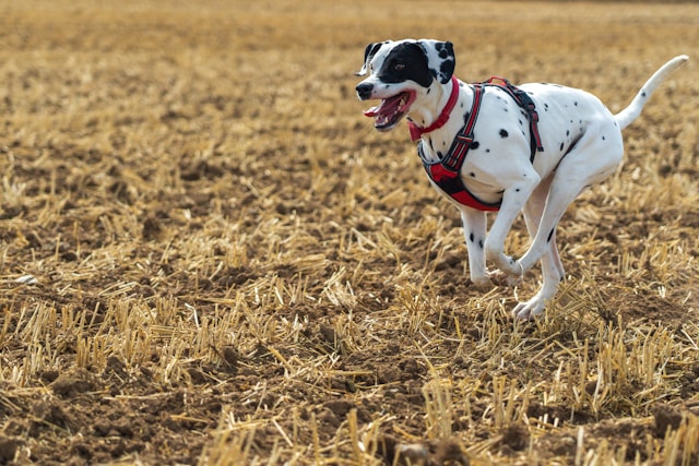 Les animaux de compagnie et l’exercice : l’importance pour leur santé