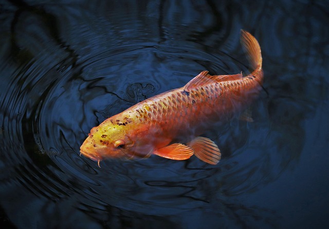 poisson-chat