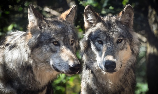 Le chien loup : histoire et caractéristiques fascinantes