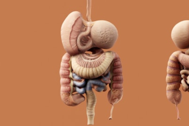 Gastro-entérologie